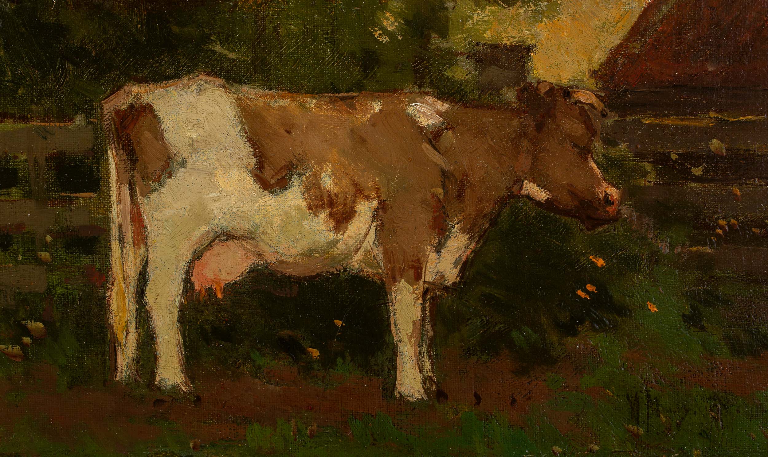 Cow